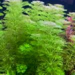 Potinho Planta Natural Limnophila Sensiflora