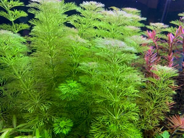 limnophila-sessiliflora-vs-cabomba-v0-kuuyzpsin94g1 Potinho Planta Natural Limnophila Sensiflora