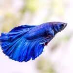 Betta macho azul LT