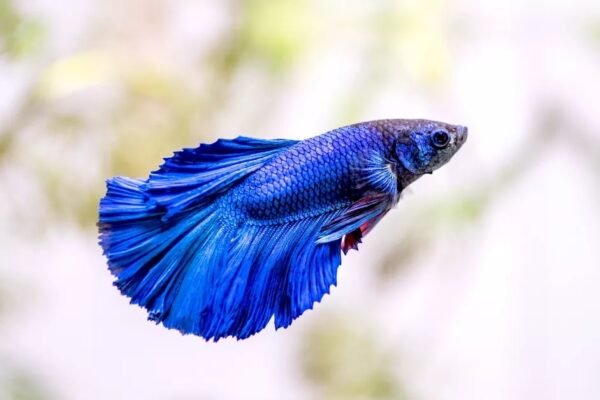 Betta macho azul LT