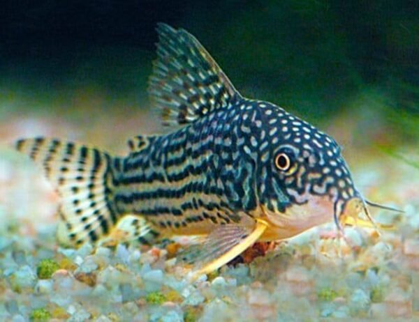 00ed83335fcfe51bd977ce18e6980c1b.jpg Coridora Sterbai (Corydoras sterbai) 3 a 4cm
