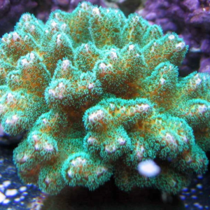 ACROPORA POCILOPHORA GREEN MUDA