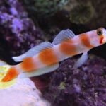Aurora Goby AFRICA