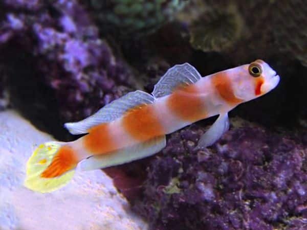 Aurora Goby AFRICA