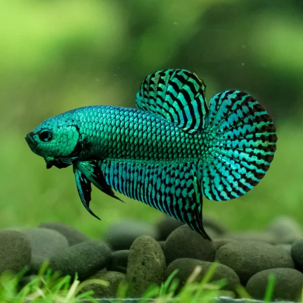 07e68e0cfd81a49d33bc114f7833a541.webp Betta Macho Alien