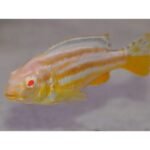 Auratus albino 3 - 6cm