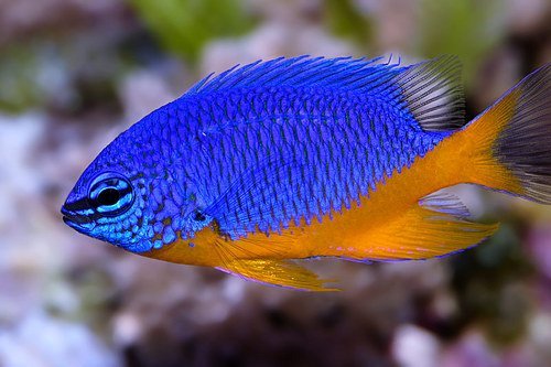 0e19acdd26acbce3de0d503743fdcd07.jpeg Kupang Damsel ( CHRYSIPTERA HEMICYANEA )
