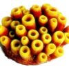 101be161ed1db51e63eef3e5082e474a.jpg ENFEITE DE SILICONE SOMA INVERT ESPONJA TUBO AMARELA - MULTI