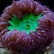 11356d2a25e444b6e8dd35b67efd6ba7.png Blastomussa wellsi Green Purple