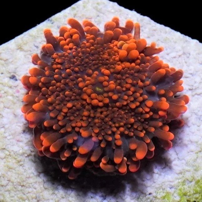 RICORDEA YUMA ULTRA ORANGE FLUOR MOUTH