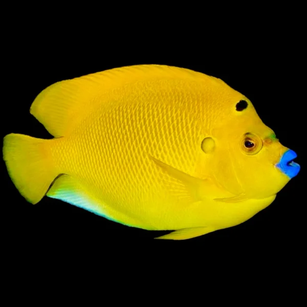 Flagfin Angelfish