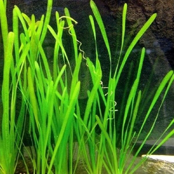 Planta Natural Vallisneria spiralis  Italiana