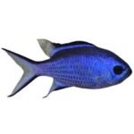 Blue Reef Damsel