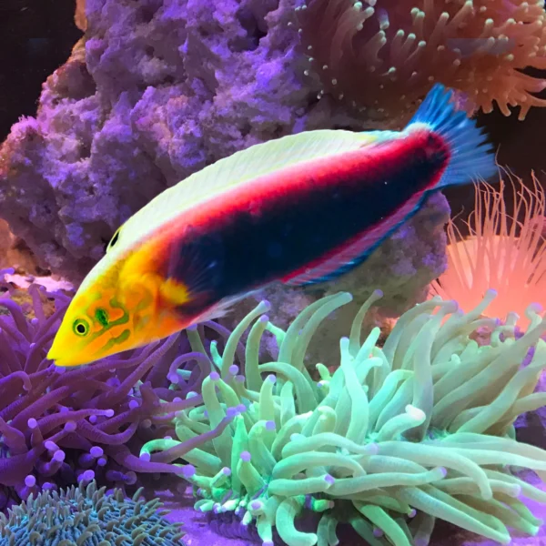 17f98d639152700c384aa3c90967b17a.webp Radiant Wrasse