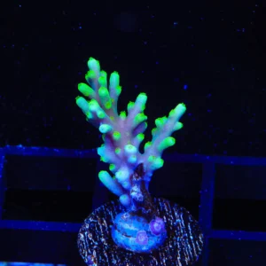 1ab8e47dedee1ae707389afbefae2a4f.webp Dragon Green Acropora MUDA