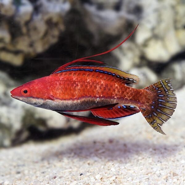 1ccc1e202c50c9a505498b591e915b0f.jpg Long Fin Wrasse