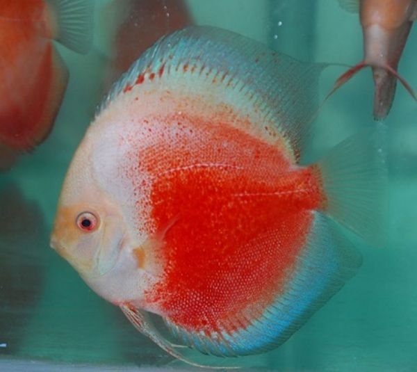 1dc64f69e70adbda3cd17ab594f1b00a-2.jpg ACARA DISCO RED WHITE Symphysodon discus
