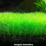 Planta Natural Eleocharis parvula