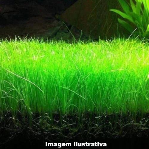 Planta Natural Eleocharis parvula