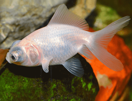 Japones telescopio branco