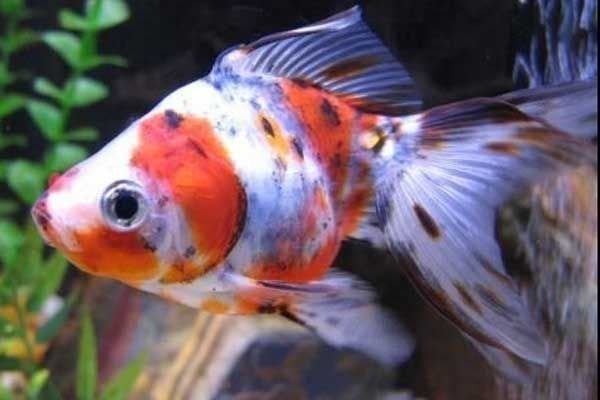 JAPONES 7 CORES GOLD FISH