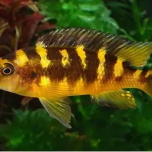 Pseudotropheus Crabro | 4 a 6 cm | Lago Malawi
