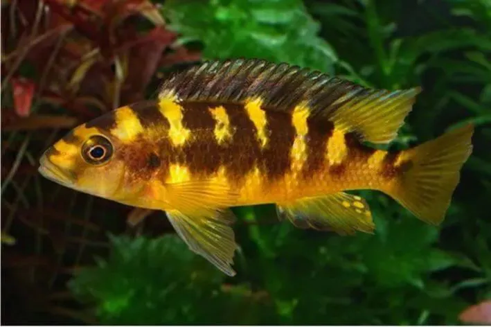 Pseudotropheus Crabro | 4 a 6 cm | Lago Malawi
