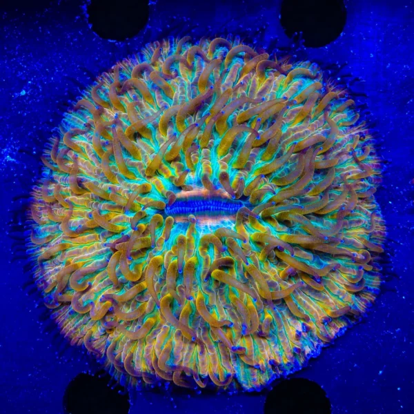 27acb9423abf6228b95226766c3fd1a9.webp Plate coral Raibow Fungia