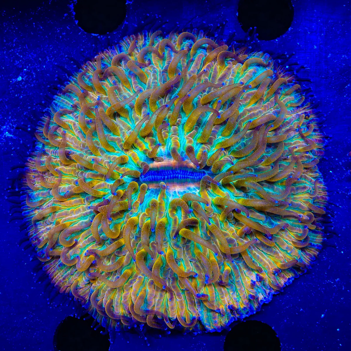Plate coral Raibow Fungia