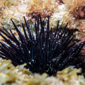28ad1bd5b69c593360729623abdba353.png Ouriço Black urchin