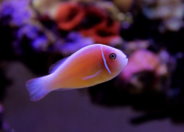 2ae7a04463a302ee58fb005cc915a20d.webp Pink Skunk Clownfish Palhaço SELVAGEM
