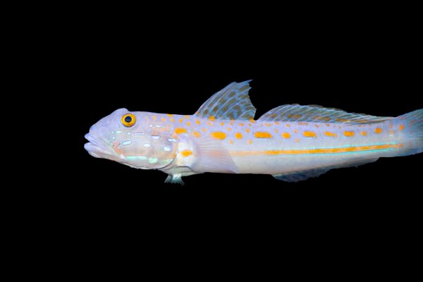 Goby Diamond Valenciennea puellaris