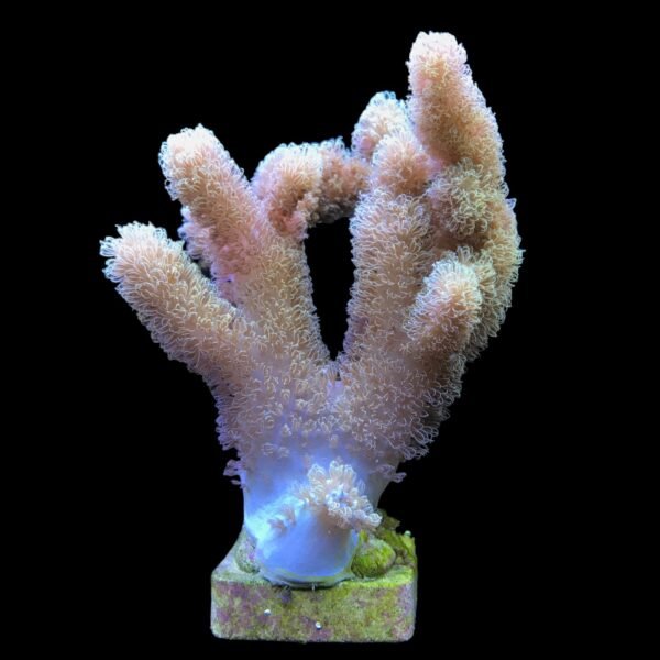 2e59edb855f2af4d067cf483d1f42d2d.jpg Coral Leather Finger Peludo