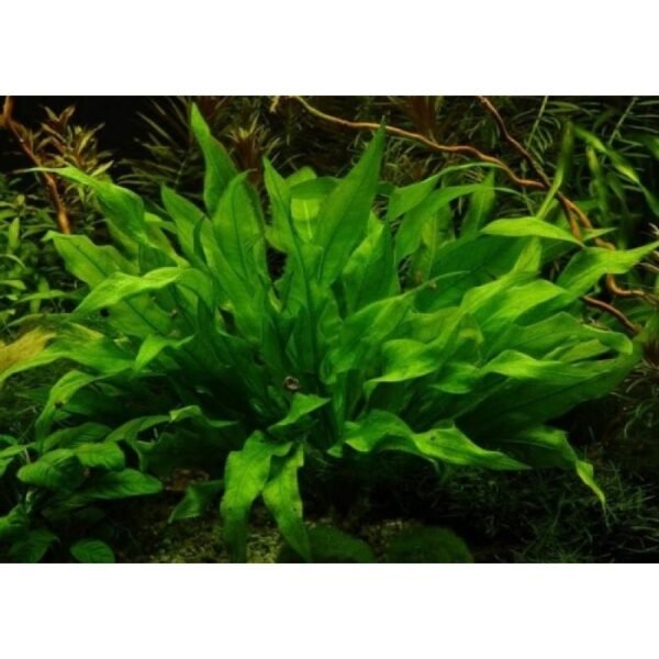 Planta Natural Amazonenci
