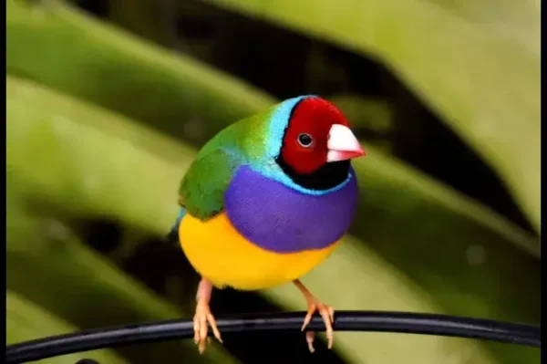Diamante de gould