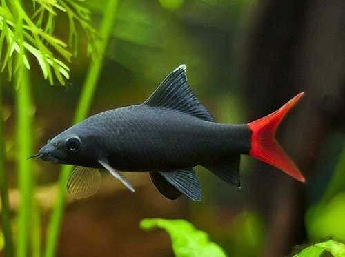 Labeo Bicolor (Epalzeorhynchos bicolor)