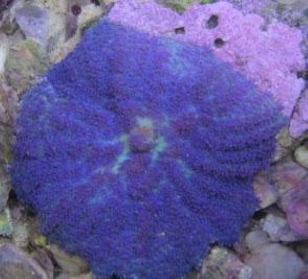 33ac1a94d6dc43252885572b8edb3179.jpg Mushroom Blue tonga