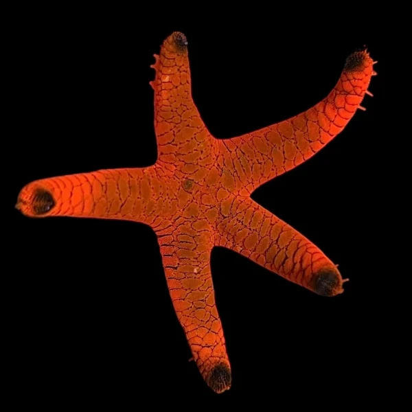 33b40ed9f7e134d59b15529b1e02a267.webp Red Tip Starfish lusan