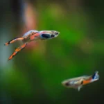 Casal Guppy Endler
