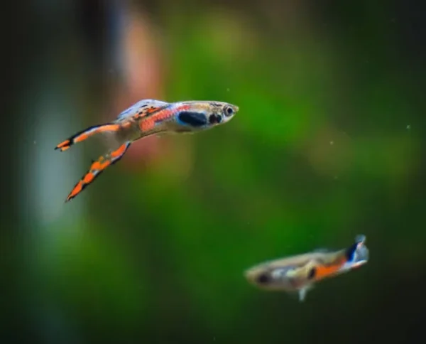 342d1e85f5f60811bad472b05a3b9964.webp Casal Guppy Endler