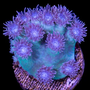 34fb27e0cf05211389ed72bd2e3bb0b7.webp Pagoda Cup Coral