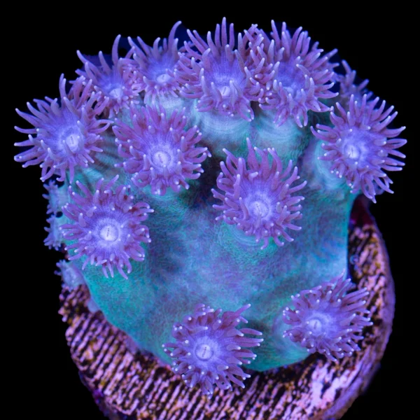 Pagoda Cup Coral