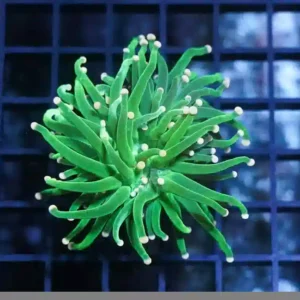 Torch Green Yellow Tips (Euphyllia glabrescens)