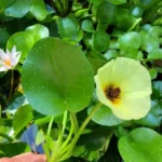 Planta Natural Hydrocleys nymphoides