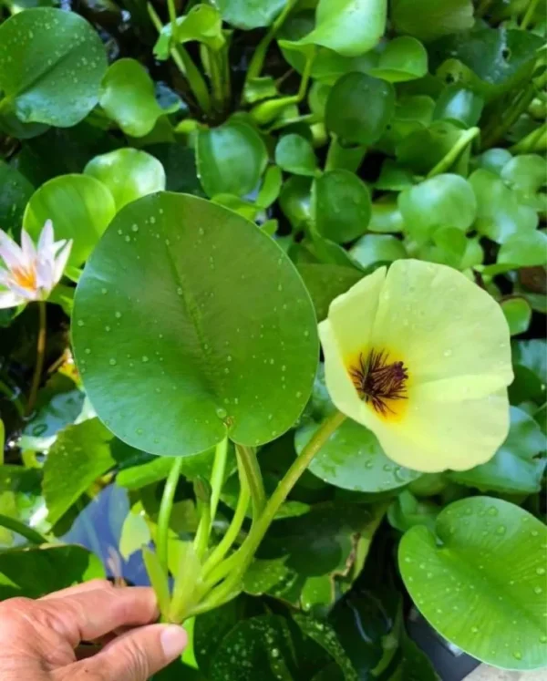 Planta Natural Hydrocleys nymphoides