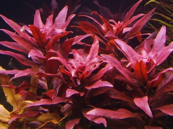 Planta Natural Alternanthera reineckii “Roseafolia” Roxinha