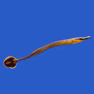 39eaff837c9ed5a4fc1e87d624342bb1.webp Blue Stripe Pipefish