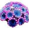 3ad4217faa534c95928da7918d0c2589.jpg ENFEITE DE SILICONE SOMA CORAL ALVEOPORA AZUL 02