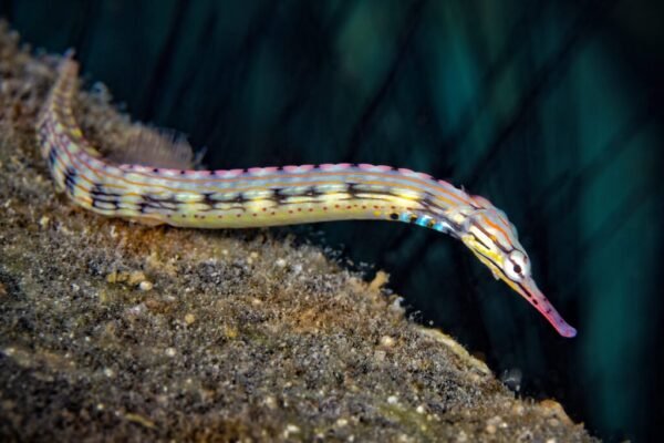 Pipefish Baligi