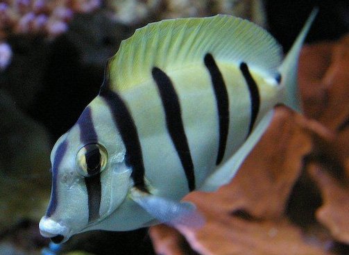 Convict Tang